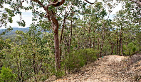 Yango Walking Track - Grafton Accommodation 0