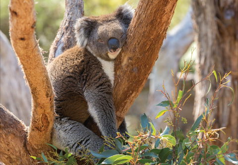 Cleland Wildlife Park - Grafton Accommodation 0
