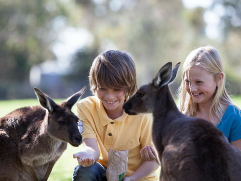 Cleland Wildlife Park - Grafton Accommodation 1