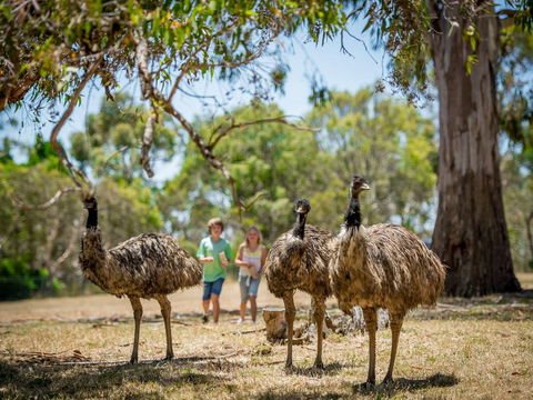 Cleland Wildlife Park - Grafton Accommodation 2