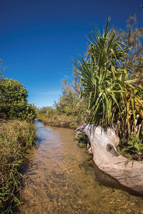 Freshwater Creek Track, Byfield National Park - Grafton Accommodation 2
