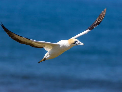 Gannets In Portland - Grafton Accommodation 1