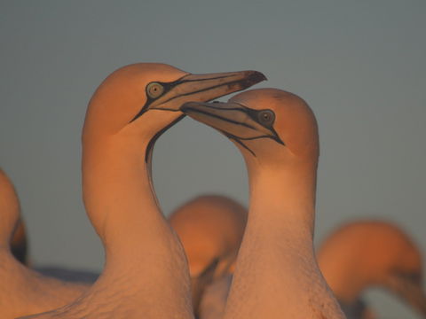 Gannets In Portland - Grafton Accommodation 2