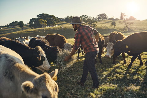 Hinterland Full Day Self Drive Tour - Grafton Accommodation 0