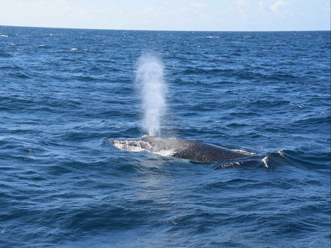 Minyama - Grafton Accommodation 0