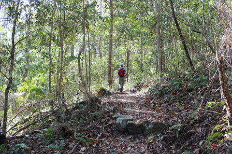 Morelia Walking Track, D'Aguilar National Park - Grafton Accommodation 1