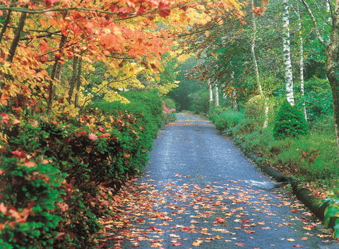 Mount Wilson And Mount Irvine - Grafton Accommodation 0