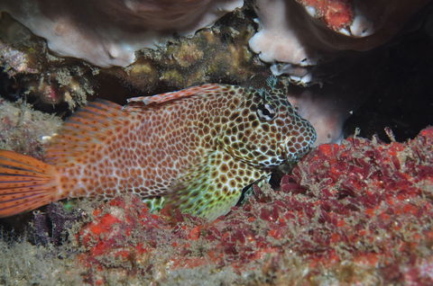 Nine Mile Reef Dive Site - Grafton Accommodation 0