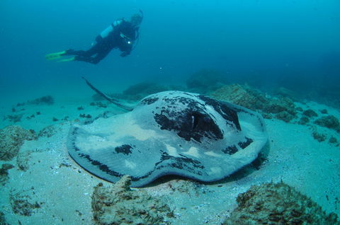 Nine Mile Reef Dive Site - Grafton Accommodation 1