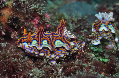 Nine Mile Reef Dive Site - Grafton Accommodation 2