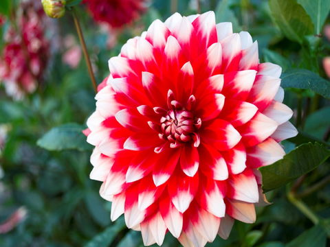 Portland Botanical Gardens - Grafton Accommodation 1