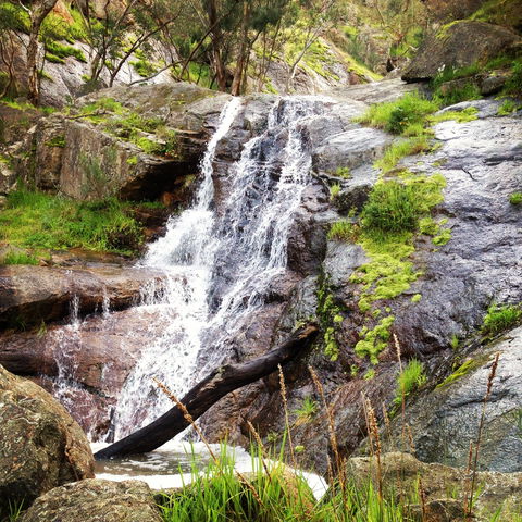Salisbury Falls Walk - Grafton Accommodation 1