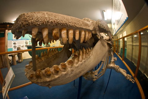 Eden Killer Whale Museum - Grafton Accommodation 0
