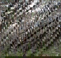 Lookout Hill  Circuit Walk