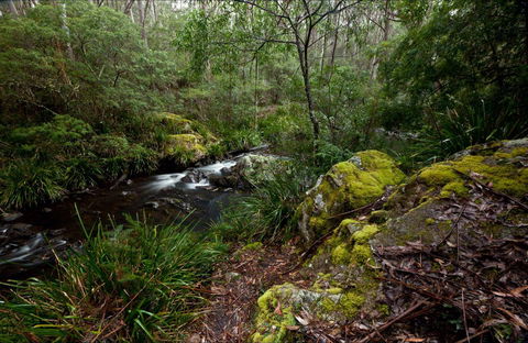 Mongarlowe River Picnic Area - Grafton Accommodation 0
