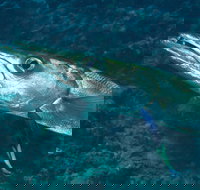 Norman Reef Dive Site