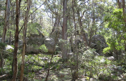 Tallaganda National Park - Grafton Accommodation 0