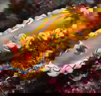 Wolf Rock Dive Site - Grafton Accommodation