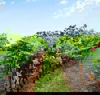 Tintilla Estate Wine Tasting with a Meat and Cheese Platter - Grafton Accommodation