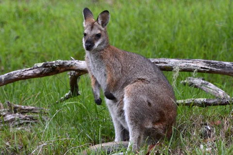 Ultimate Blue Mountains And Wildlife Tour - Grafton Accommodation 2