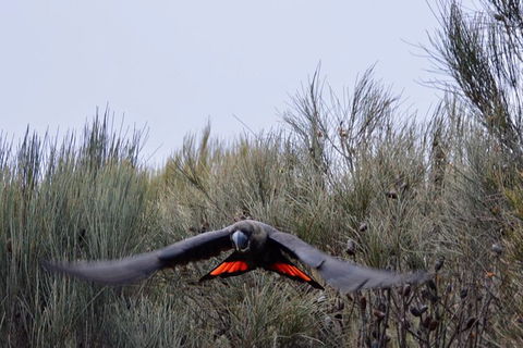 Ultimate Blue Mountains And Wildlife Tour - Grafton Accommodation 1