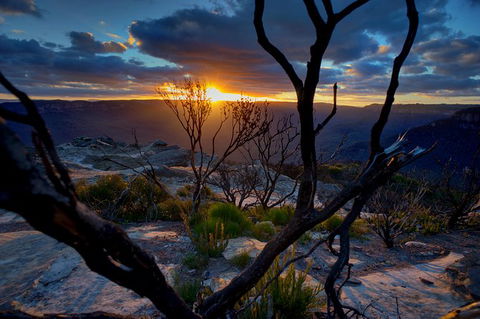 Ultimate Blue Mountains And Wildlife Tour - Grafton Accommodation 0