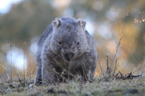 Ultimate Blue Mountains And Wildlife Tour - Grafton Accommodation 3