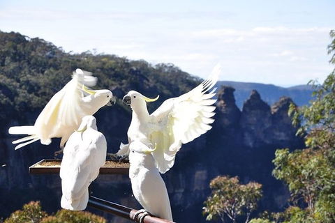 All-Inclusive Blue Mountains Tour In A Luxury Mercedes Sprinter - Grafton Accommodation 1