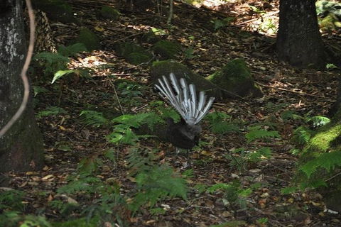 All-Inclusive Blue Mountains Tour In A Luxury Mercedes Sprinter - Grafton Accommodation 5