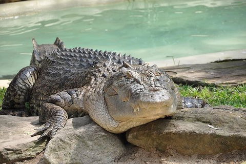 All-Inclusive Blue Mountains Tour In A Luxury Mercedes Sprinter - Grafton Accommodation 7