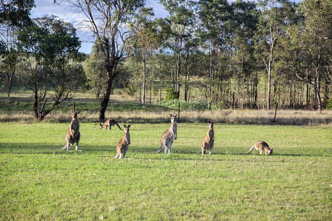 Private Full-Day Wine Tour In Hunter Valley - Grafton Accommodation 2