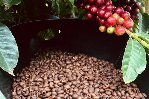 Coffee Farm Tour And Workshop, Byron Bay Hinterland - Grafton Accommodation 1