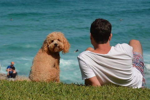 See Sydney With A Local: Private & Personalized - Grafton Accommodation 4