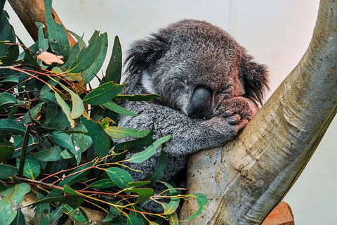 Blue Mountains Highlights, Wildlife Park And Scenic World Full Day Private Tour - Grafton Accommodation 1