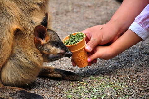 Blue Mountains Highlights, Wildlife Park And Scenic World Full Day Private Tour - Grafton Accommodation 3