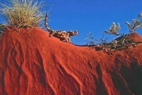 Alice Springs, Uluru Ayers Rock & Kings Canyon 8 Days Touring Package - Grafton Accommodation 4