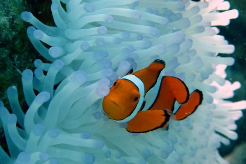Seastar Luxury Outer Great Barrier Reef Island And Reef Tour From Cairns - Grafton Accommodation 8