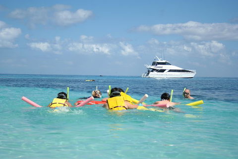 Seastar Luxury Outer Great Barrier Reef Island And Reef Tour From Cairns - Grafton Accommodation 2