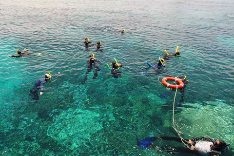 Seastar Luxury Outer Great Barrier Reef Island And Reef Tour From Cairns - Grafton Accommodation 7