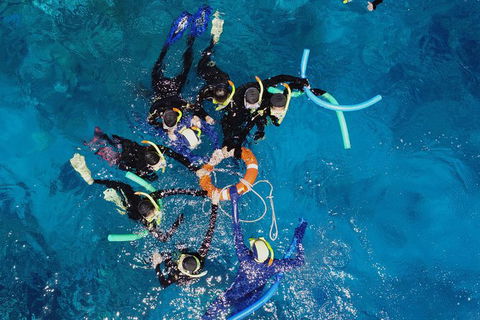 Seastar Luxury Outer Great Barrier Reef Island And Reef Tour From Cairns - Grafton Accommodation 6