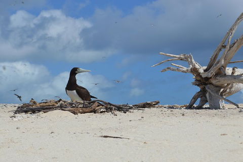 Seastar Luxury Outer Great Barrier Reef Island And Reef Tour From Cairns - Grafton Accommodation 10