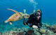 Silverswift Outer Great Barrier Reef Dive And Snorkel Cruise From Cairns - thumb 1