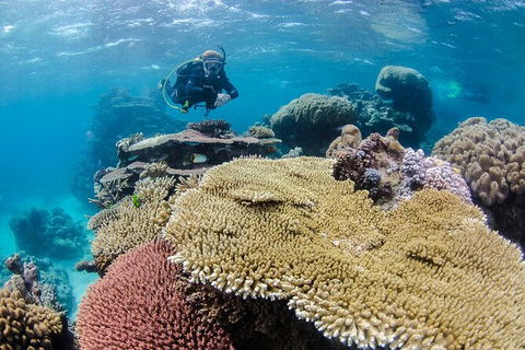 Silverswift Outer Great Barrier Reef Dive And Snorkel Cruise From Cairns - Grafton Accommodation 3