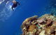 Silverswift Outer Great Barrier Reef Dive And Snorkel Cruise From Cairns - thumb 7