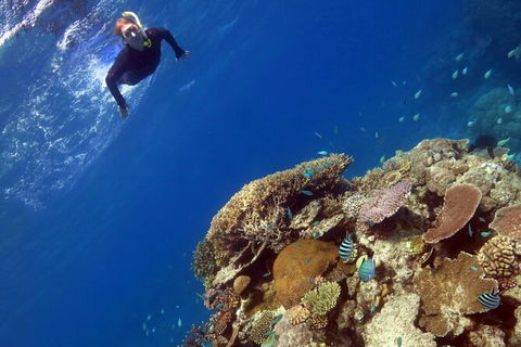Silverswift Outer Great Barrier Reef Dive And Snorkel Cruise From Cairns - Grafton Accommodation 7
