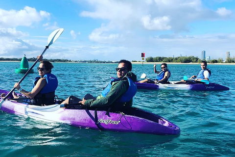 Half Day Dolphin Kayaking And Snorkeling Tour - Grafton Accommodation 5