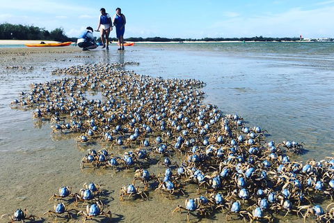 Half Day Dolphin Kayaking And Snorkeling Tour - Grafton Accommodation 10