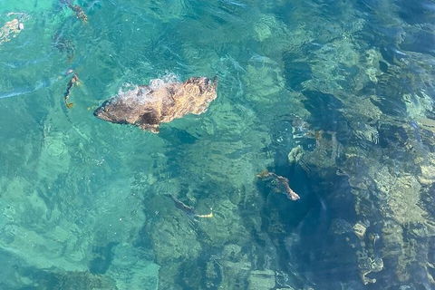 Aquascene Magnetic Island Discovery Tour - Grafton Accommodation 6