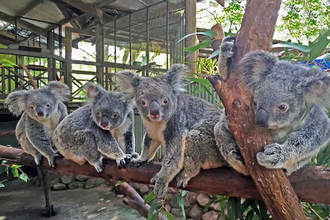 Skip The Line: Kuranda Rainforestation Nature Park Ticket - Grafton Accommodation 0