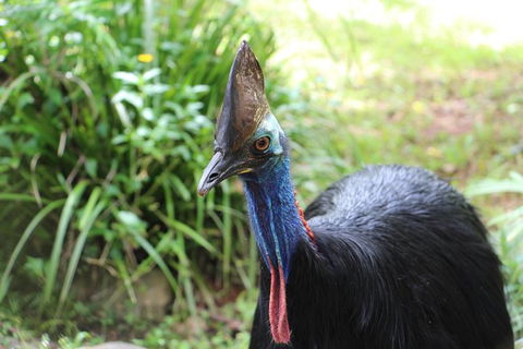 Skip The Line: Kuranda Rainforestation Nature Park Ticket - Grafton Accommodation 7